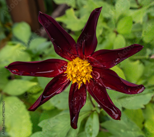 Red Dahlia after rain