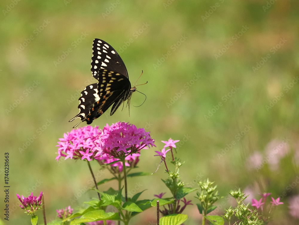 Naklejka premium Black swallowtail papilio palamedes butterfly pollenating on colorful fuchsia flower.