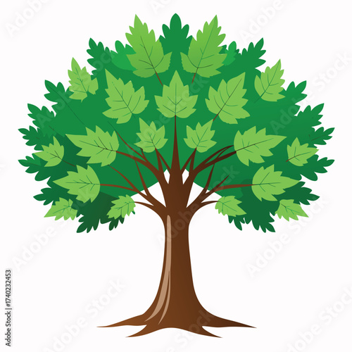 Large European sycamore maple species with a thick, straight trunk, broad leaves, and a dense crown, perfect for shade and urban planting.