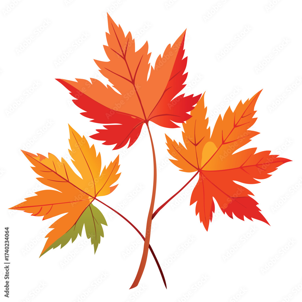 Fototapeta premium Vine maple, a multi-stemmed, shrubby Pacific Northwest species, featuring delicate seven-lobed leaves and an irregular, wild form.