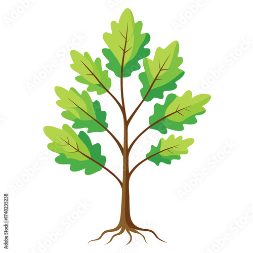 Fresh young oak sapling with a slender trunk, delicate branches, and developing leaves, symbolizing new life and growth in nature.