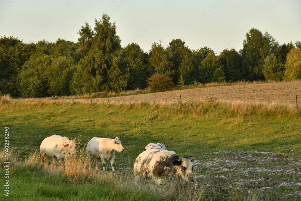 Obraz premium Petit troupeaux de vaches laitières sous la lumière du coucher de soleil dans une prairie à Écaussinnes d'Enghien (Soignies)