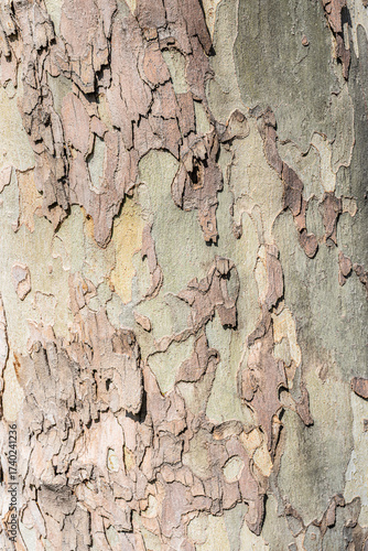 Detailed view of tree bark displaying varied textures and earthy tones, emphasizing natural beauty. 