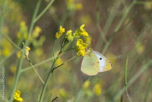 Pieridae / Sarı Azamet / Clouded Yellow / Colias crocea