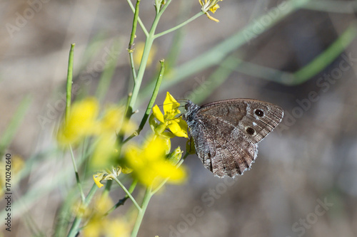 Ağaç Karameleği » Hipparchia statilinus » Tree Grayling