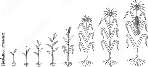 Corn plant growth stages illustration, black and white line drawing, agricultural biology sketch, crop development cycle, farming education, botanical lifecycle, seed germination artwork