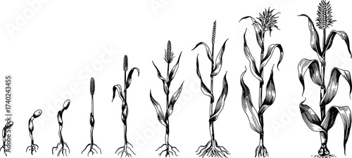 Corn plant growth stages illustration, black and white line drawing, agricultural biology sketch, crop development cycle, farming education, botanical lifecycle, seed germination artwork