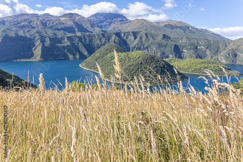 Cuicocha Lagoon in the Ecuadorian Andes, with a wheat field in the foreground and, in the background, the majestic Cotacachi Volcano, its summit hidden among the clouds. A beautiful natural landscape.