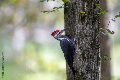 Wall Mural male pileated woodpecker pecking on tree trunk