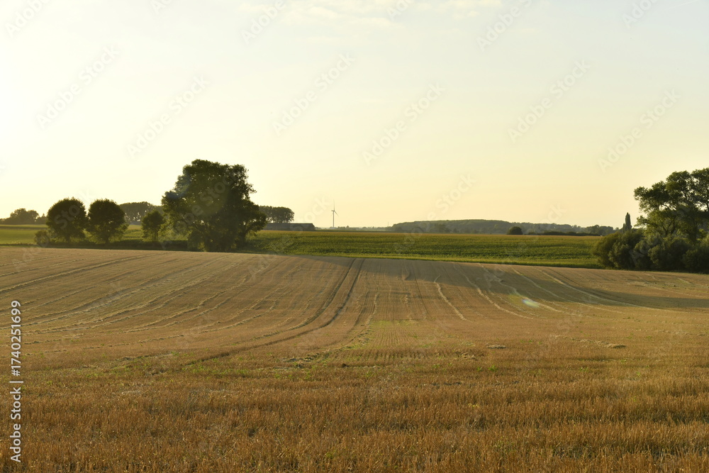 Fototapeta premium Lignes dans un champ après récolte sous le coucher de soleil à Écaussinnes-d'Enghien (Soignies) 