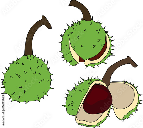 Set of stages of opening of ripe horse chestnut fruit isolated on white background