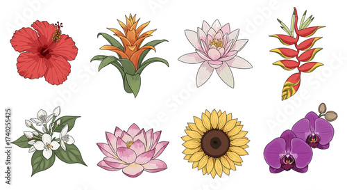 Botanical Illustration of Diverse Flower Varieties on White Background