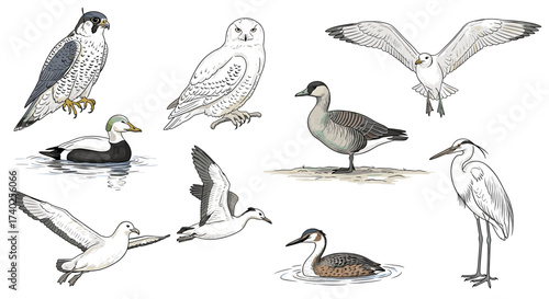 Assortment of Colorful Bird Illustrations Against a White Background