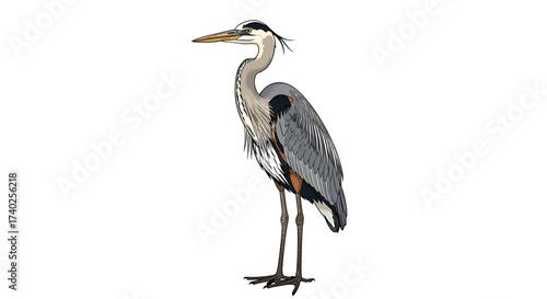 Elegant great blue heron standing gracefully on a plain background