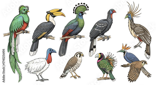 Diverse Exotic Bird Collection Displayed on a White Background