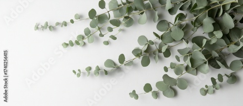 Green leaves arranged on a blue background with a fresh natural look