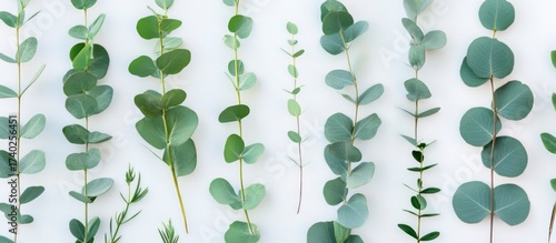 Green leaves arranged on a blue background with a fresh natural look