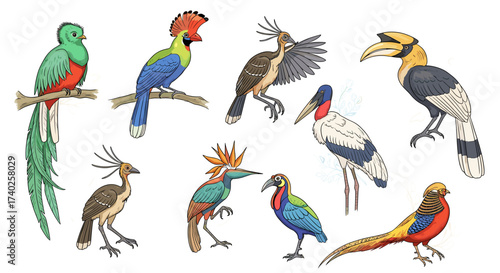 Exotic birds illustration with intricate details for design and decoration.