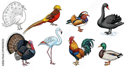 Illustration Featuring Collection of Diverse Bird Species on White Background
