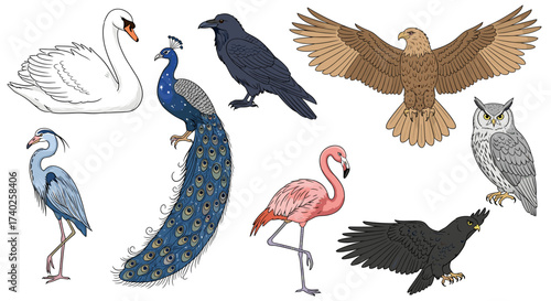 Assorted bird species illustration: swan, peacock, raven, eagle, flamingo and owl