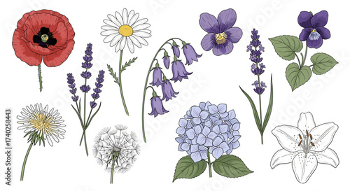 Delicate Watercolor Flower Assortment Displayed on a White Background