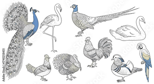 Ornithology Illustration: A Diverse Collection of Bird Species Depicted Artistically