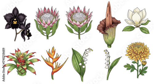 Botanical Illustration Featuring Various Exotic Flowers on a White Background