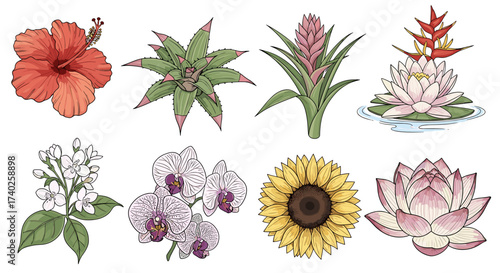 Tropical flower collection showcasing vibrant hibiscus, orchid, lotus, sunflower and others