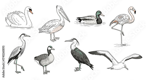 Beautiful assortment of different bird species elegantly displayed together.
