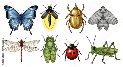 Colorful insect variety: Butterfly, beetle, ladybug, firefly, cicada, grasshopper and moth