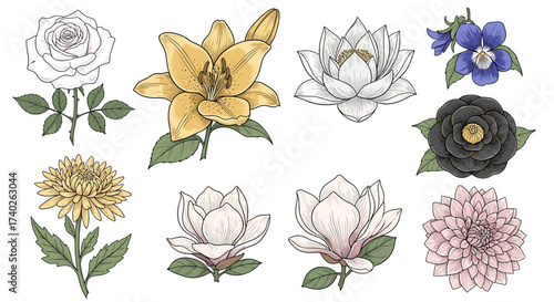 Diverse floral collection showcasing botanical illustration, including roses, lilies, and magnolias.