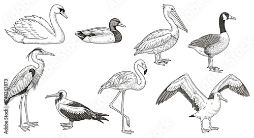 Elegant Bird Collection: A Detailed Black and White Line Art Set