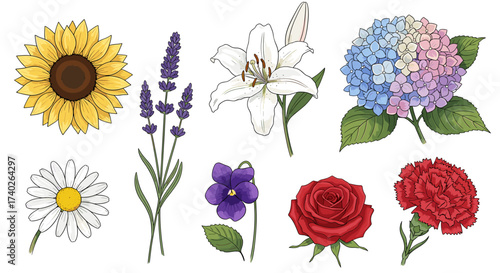 Beautiful array of meticulously illustrated flowers arranged on a white background