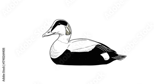 Graceful Eider Duck: Hand-Drawn Black and White Illustration