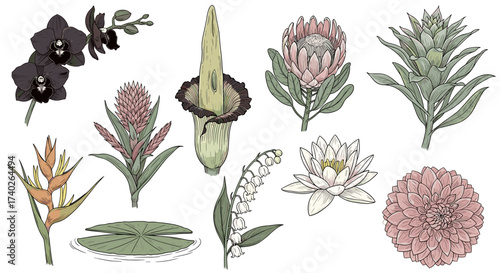 Botanical Collection: Illustration of Diverse Exotic Flowers and Plants on White