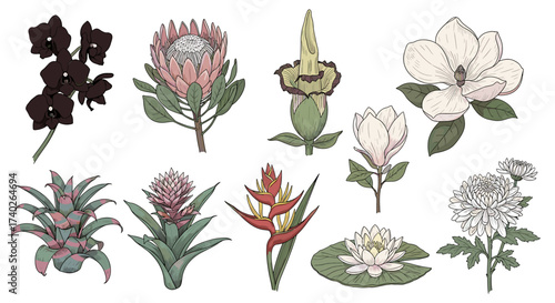 Exotic flower arrangement illustration with protea, orchid, magnolia, and waterlily