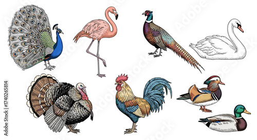 Bird Collection: A Diverse Array of Colorful Avian Illustrations