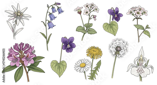 Diverse Botanical Illustration featuring Alpine Flowers and Meadow Plants