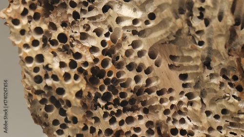 Macro closeup of dry tree trunk surface riddled with round insect boreholes, pan across weathered porous wood texture, pockmarked timber decay, trypophobia concept background, shallow depth of field