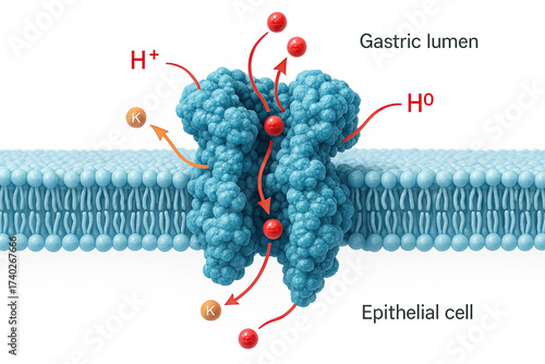 Illustration of the H+/K+-ATPase proton pump in an epithelial cell membrane, transporting hydrogen ions into the gastric lumen and potassium ions into the cell.