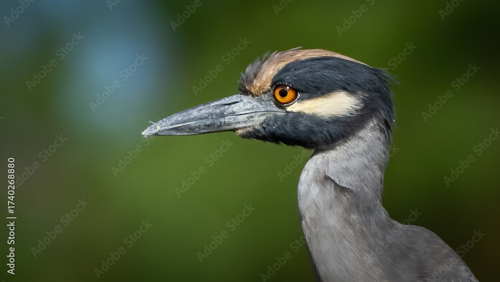 Fototapeta premium Yellow Crowned Night Heron