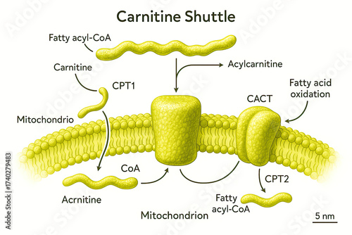 Diagram illustrating the Carnitine Shuttle mechanism for fatty acid transport into mitochondria for oxidation.