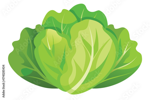 Vector illustration of a lettuce