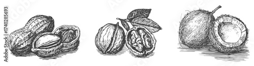 Nuts - peanut, walnut and coconut illustrations that look like etched or engraved vintage printmaking drawings. Generative AI