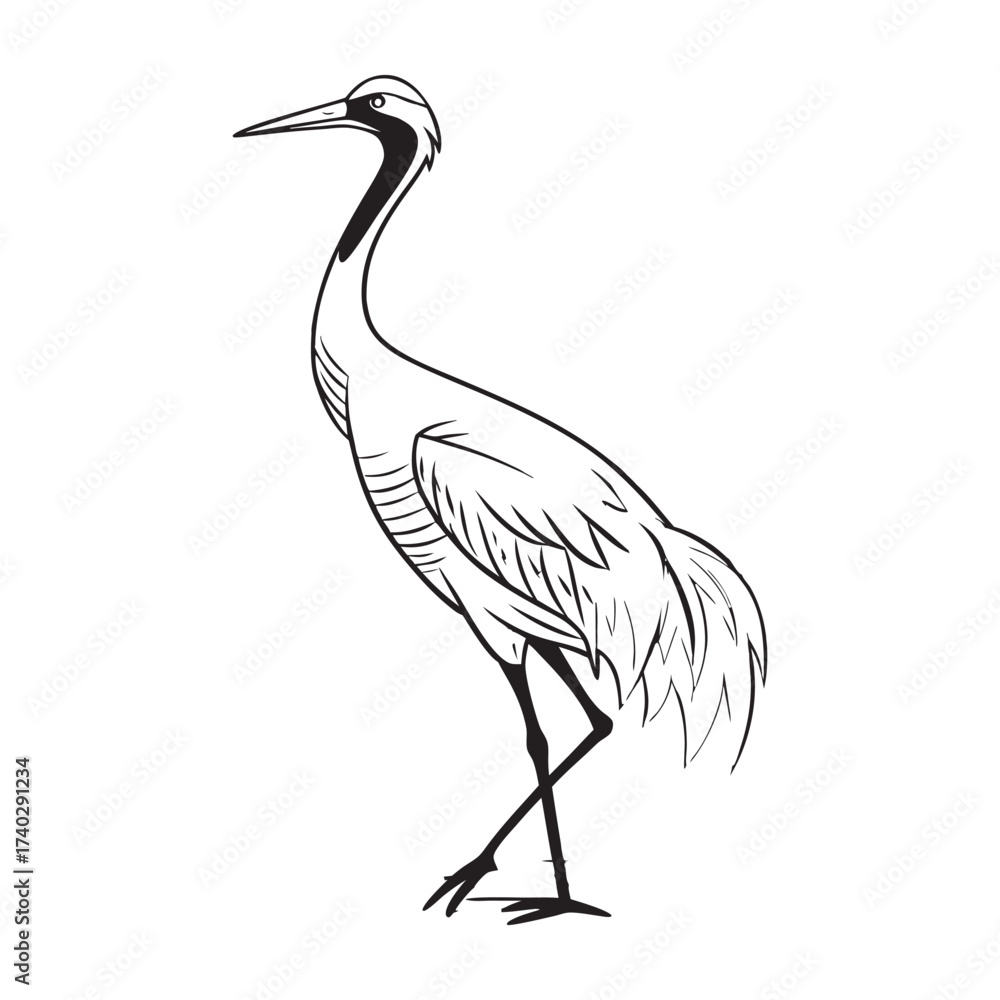 Obraz premium whooping-crane-vector-