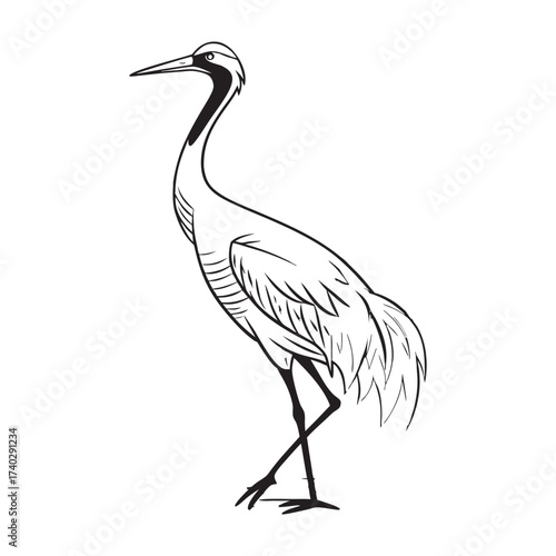 whooping-crane-vector-