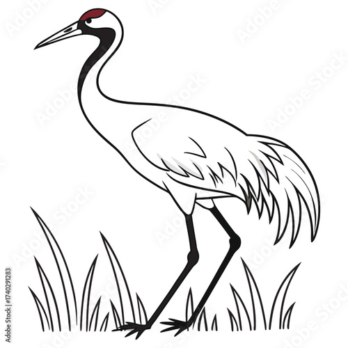 whooping-crane-vector-