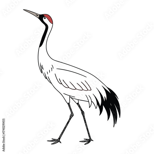 whooping-crane-vector-