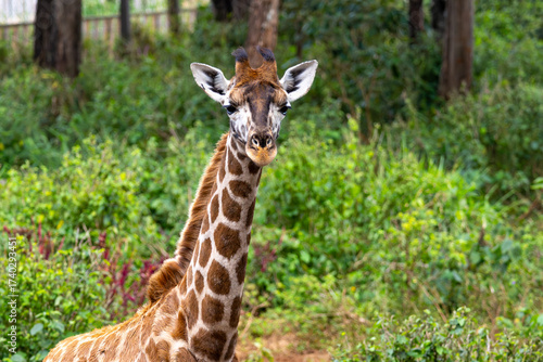 Photography An endangered Rothschild's giraffe (Giraffa camelopardalis rothschildi) looking