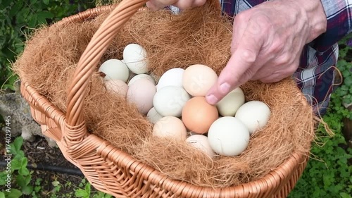 Farmers carefully count freshly picked organic free-range eggs of various colours, which are placed in a traditional rustic wicker basket filled with coconut fibre,